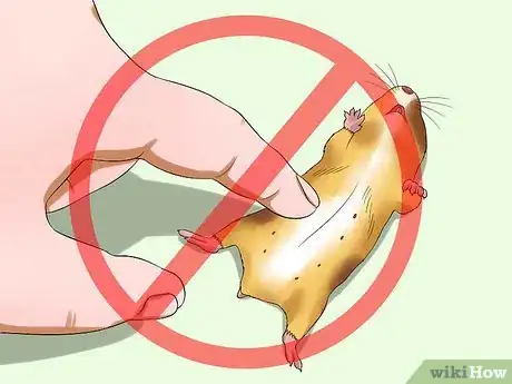 Image intitulée Know when Your Hamster Is Pregnant Step 10
