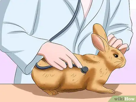 Image intitulée Treat Digestive Problems in Rabbits Step 6