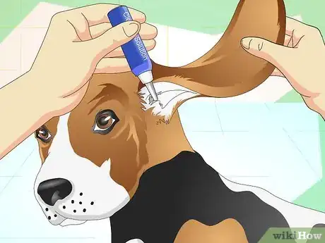 Image intitulée Heal Ear Infections in Dogs Step 14