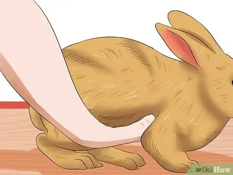 Image intitulée Treat Digestive Problems in Rabbits Step 4