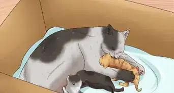 déplacer les chatons nouveaux nés