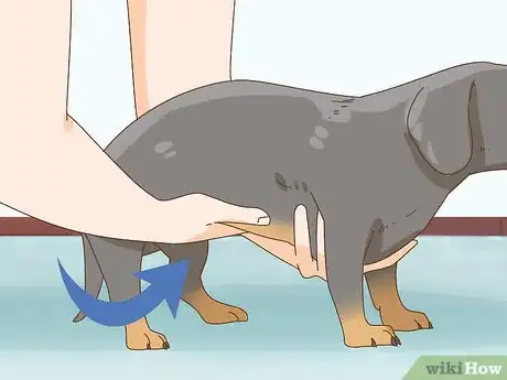 Image intitulée Hold a Dachshund Properly Step 2