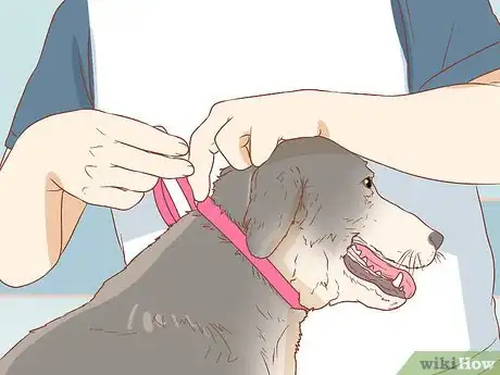 Image intitulée Keep a Dog from Licking a Wound Step 1
