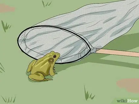 Image intitulée Catch a Frog Step 14