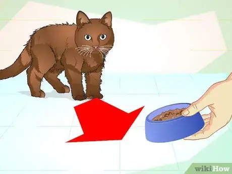Image intitulée Teach Your Cat to Do Tricks Step 11