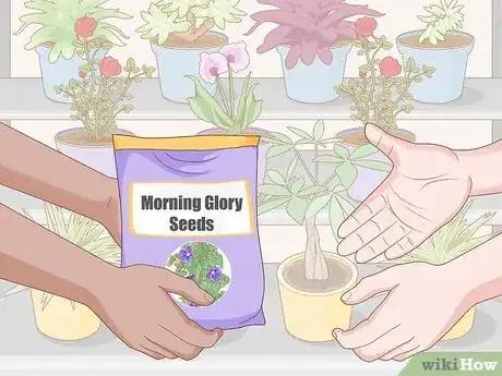 Image intitulée Grow Morning Glories Step 1