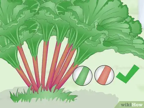 Image intitulée Harvest Rhubarb Step 5