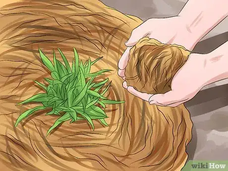 Image intitulée Grow a Ginger Plant Step 10