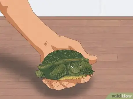 Image intitulée Pet a Turtle Step 2