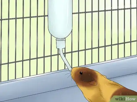 Image intitulée Know when Your Hamster Is Pregnant Step 15