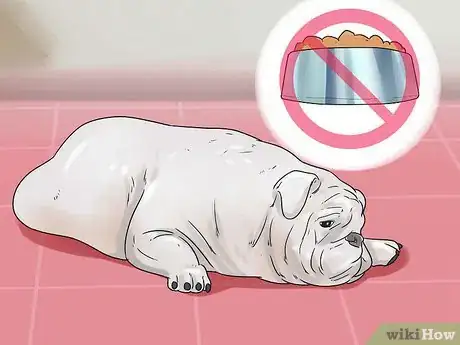 Image intitulée Treat Dog Diarrhea Step 1