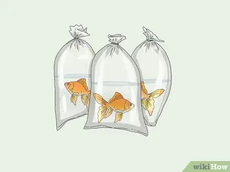 Image intitulée Transport Fish Step 6