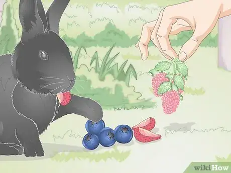 Image intitulée Feed a Wild Rabbit Step 5