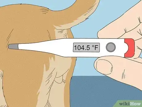 Image intitulée Know When Your Dog is Sick Step 5