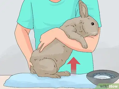 Image intitulée Care for a Rabbit Step 16