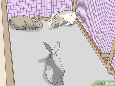 Image intitulée Care for a Rabbit Step 19