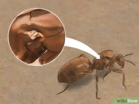 Image intitulée Identify a Queen Ant Step 3