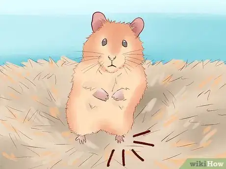 Image intitulée Treat Your Hamster's Broken Leg Step 8