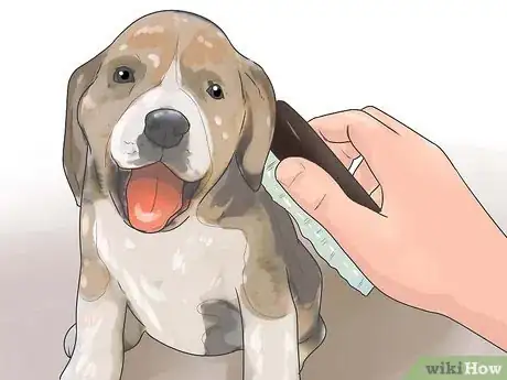 Image intitulée Take Care of a Beagle Puppy Step 28