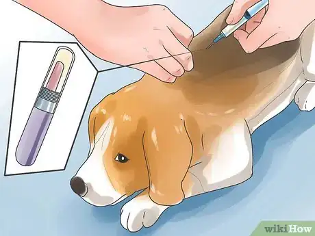 Image intitulée Take Care of a Beagle Puppy Step 27