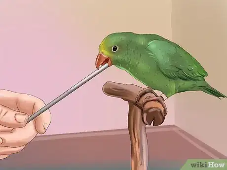 Image intitulée Train a Bird to Step on Your Finger Step 10