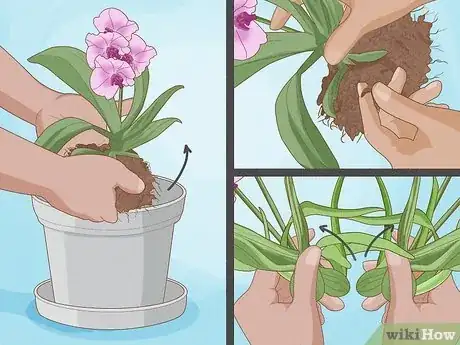 Image intitulée Grow Orchids Step 5