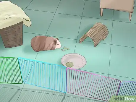 Image intitulée Care for Guinea Pigs Step 9