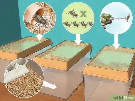 Image intitulée Feed Crickets to Reptiles Step 8