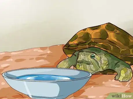 Image intitulée Know What to Feed a Turtle Step 5