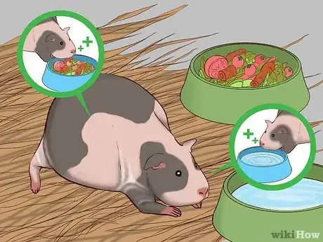 Image intitulée Care for a Pregnant Guinea Pig Step 1