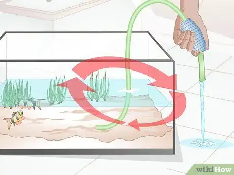 Image intitulée Do a Water Change in a Freshwater Aquarium Step 16
