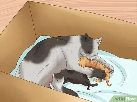 Image intitulée Move Newborn Kittens Step 8