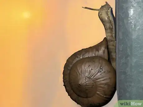 Image intitulée Care for Snails Step 1Bullet2