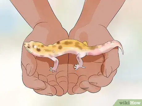 Image intitulée Catch a Gecko Step 9