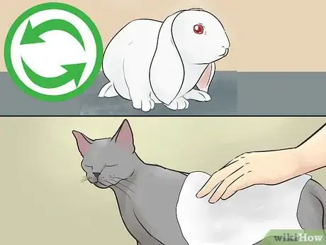 Image intitulée Keep a Rabbit and a Cat Step 2