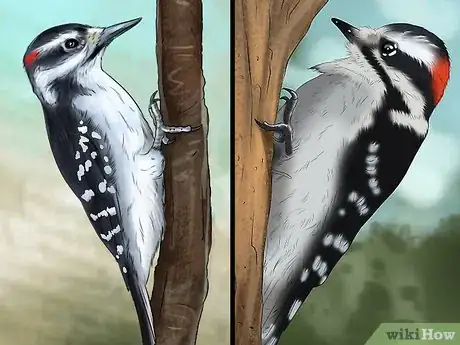 Image intitulée Tell the Difference Between Downy and Hairy Woodpeckers Step 5