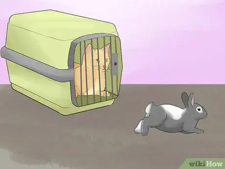 Image intitulée Keep a Rabbit and a Cat Step 6
