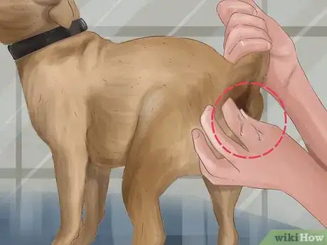 Image intitulée Express a Dog's Anal Gland Step 12
