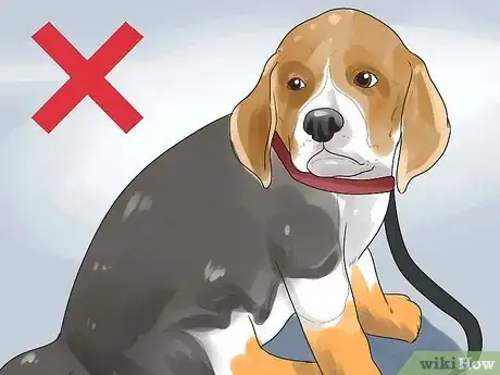 Image intitulée Take Care of a Beagle Puppy Step 15