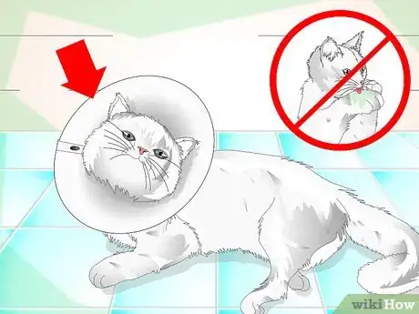 Image intitulée Clean a Cat's Fur Step 11
