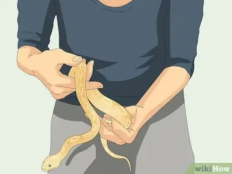 Image intitulée Hold a Snake Step 10