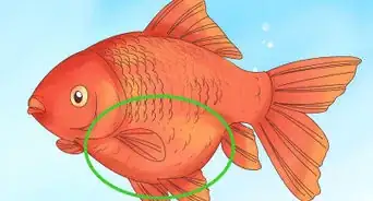 savoir si un poisson rouge va pondre des œufs