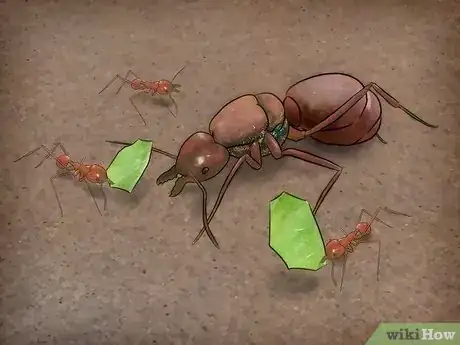 Image intitulée Identify a Queen Ant Step 1