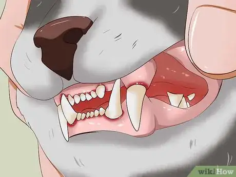 Image intitulée Clean a Cat's Teeth Step 18