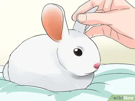 Image intitulée Clean Your Rabbit's Ears Step 3