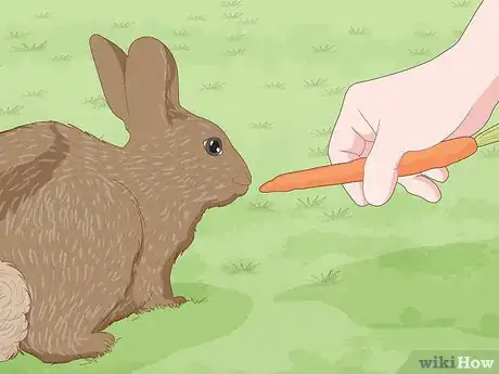 Image intitulée Care for a New Pet Rabbit Step 10