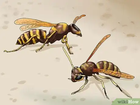 Image intitulée Kill a Bee Step 1