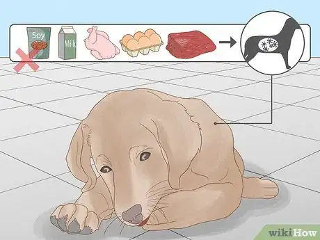 Image intitulée Stop a Dog from Licking Its Paws with Home Remedies Step 8