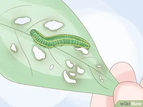 Image intitulée Find a Caterpillar Step 7