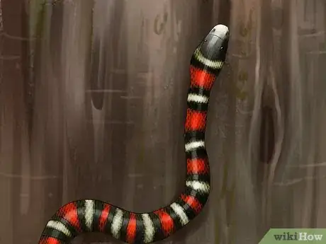 Image intitulée Tell the Difference Between a King Snake and a Coral Snake Step 7